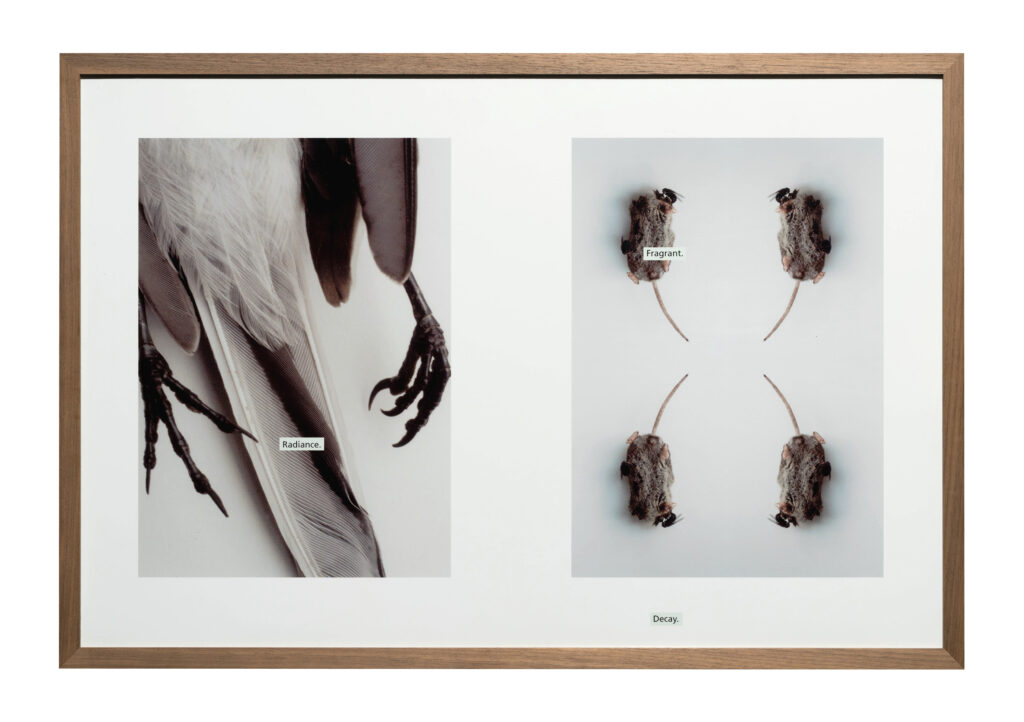 Ingeborg Strobl, PHOTO Roman „Der Vogel“, 2004, Universalmuseum Joanneum/N. Lackner © Bildrecht, Wien, 2025