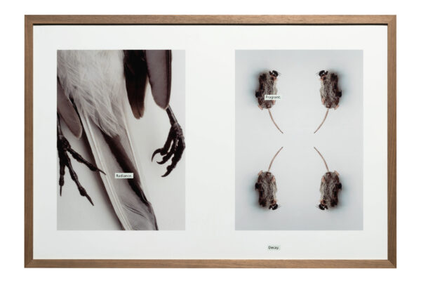 Ingeborg Strobl, PHOTO Roman „Der Vogel“, 2004, Universalmuseum Joanneum/N. Lackner © Bildrecht, Wien, 2025